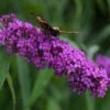 Sommerflieder African Queen 80-100cm - Buddleja