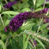 Sommerflieder Black Knight 80-100cm - Buddleja
