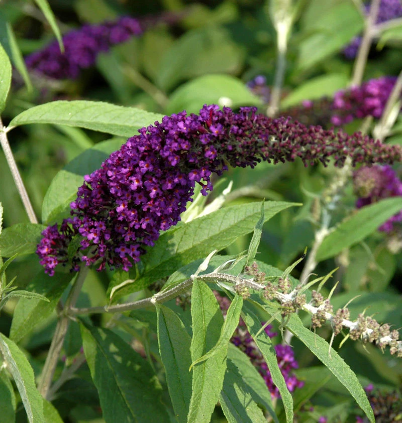 Sommerflieder Black Knight 80-100cm - Buddleja 1 Sommerflieder Black Knight 80-100cm - Buddleja