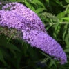 Zwerg Hänge Sommerflieder Lila Sweetheart 60-80cm - Buddleja