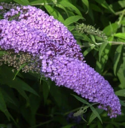 Zwerg Hänge Sommerflieder Lila Sweetheart 60-80cm - Buddleja