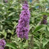Zwerg Hänge Sommerflieder Little Lila 60-80cm - Buddleja
