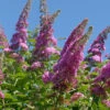 Zwerg Hänge Sommerflieder Little Pink 40-60cm - Buddleja