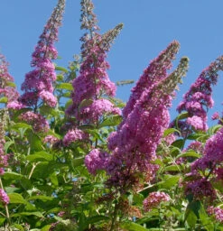Zwerg Hänge Sommerflieder Little Pink 40-60cm - Buddleja