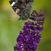 Schmetterlingsstrauch Buzz Midnight 30-40cm - Buddleja