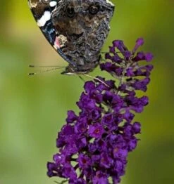 Schmetterlingsstrauch Buzz Midnight 30-40cm - Buddleja