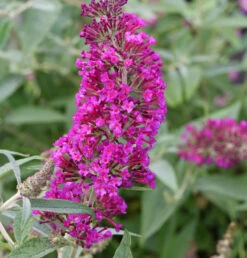 Schmetterlingsstrauch Magenta 30-40cm - Buddleja