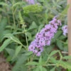 Schmetterlingsstrauch Violet 30-40cm - Buddleja