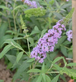 Schmetterlingsstrauch Violet 30-40cm - Buddleja