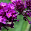 Sommerflieder Cardinal 60-80cm - Buddleja