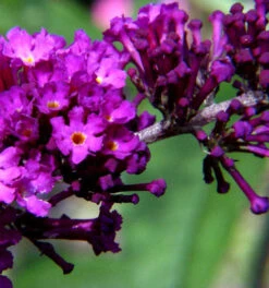 Sommerflieder Cardinal 60-80cm - Buddleja