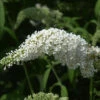 Sommerflieder Darts Ornamental White 60-80cm - Buddleja