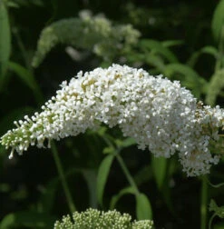 Sommerflieder Darts Ornamental White 60-80cm - Buddleja