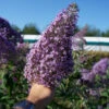 Sommerflieder Gulliver® 40-60cm - Buddleja