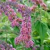 Sommerflieder Flower Power 60-80cm - Buddleja