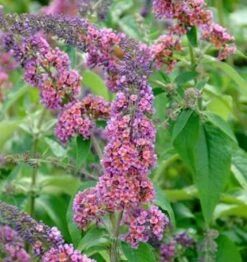 Sommerflieder Flower Power 60-80cm - Buddleja
