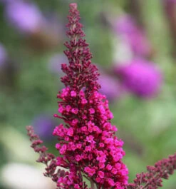 Schmetterlingsstrauch Buzz Hot Raspberry 30-40cm - Buddleja