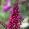 Sommerflieder Miss Ruby 60-80cm - Buddleja