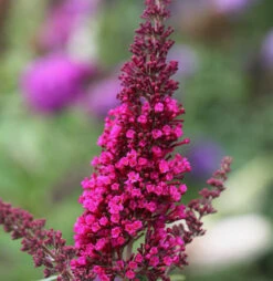 Sommerflieder Miss Ruby 60-80cm - Buddleja