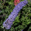 Sommerflieder Nanho Blue 80-100cm - Buddleja