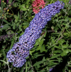 Sommerflieder Nanho Blue 80-100cm - Buddleja