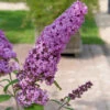 Sommerflieder Pink Delight 100-125cm - Buddleja