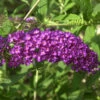Zwerg Sommerflieder Purple Chip 30-40cm - Buddleja