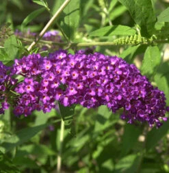 Zwerg Sommerflieder Purple Chip 30-40cm - Buddleja