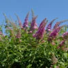 Schmetterlingsflieder Reve De Papillon Pink 40-60cm - Buddleja