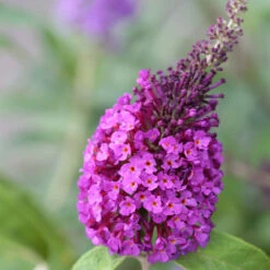 Schmetterlingsflieder Reve De Papillon Blue 40-60cm - Buddleja