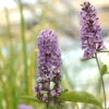 Schmetterlingsflieder Reve De Papillon Lavender 60-80cm - Buddleja