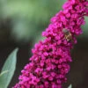 Sommerflieder Royal Red 60-80cm - Buddleja
