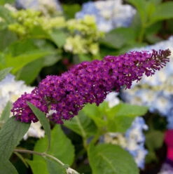 Sommerflieder Sugar Plum® Rot 40-60cm - Buddleja