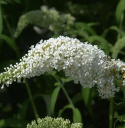 Schmetterlingsflieder Summer Bird White 30-40cm - Buddleja