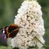 Sommerflieder White Profusion 100-125cm - Buddleja