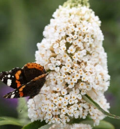 Sommerflieder White Profusion 100-125cm - Buddleja