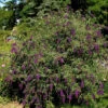 Sommerflieder Butterfly Tower 60-80cm - Buddleja