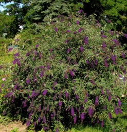 Sommerflieder Butterfly Tower 60-80cm - Buddleja