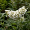 Sommerflieder Miss Pearl® 40-60cm - Buddleja