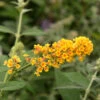 Sommerflieder Sungold 60-80cm - Buddleja Weyeriana