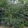 Sommerflieder Lochinch 80-100cm - Buddleja