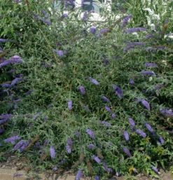 Sommerflieder Lochinch 80-100cm - Buddleja