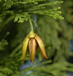 Weihrauchzeder 40-60cm - Calocedrus Decurrens