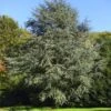 Blaue Atlaszeder 100-125cm - Cedrus Atlantica