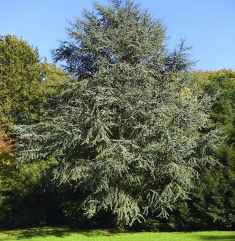 Blaue Atlaszeder 100-125cm - Cedrus Atlantica 1 Blaue Atlaszeder 100-125cm - Cedrus Atlantica