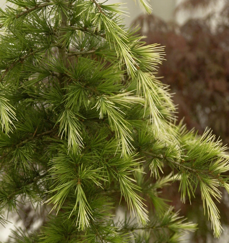 Himalaya-Zeder Bushes Electra 100-125cm - Cedrus Deodara 1 Himalaya-Zeder Bushes Electra 100-125cm - Cedrus Deodara