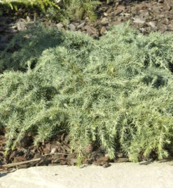 Himalaya Zeder Feelin Blue 50-60cm - Cedrus Deodara