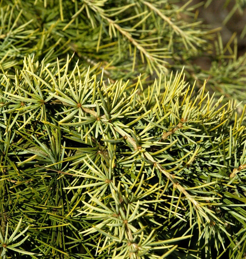 Himalaya Zeder Golden Horizon 30-40cm - Cedrus Deodara 1 Himalaya Zeder Golden Horizon 30-40cm - Cedrus Deodara