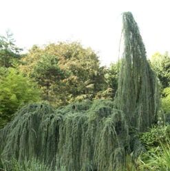 Hänge-Libanon-Zeder 125-150cm - Cedrus Libani