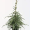 Himalaya Zeder 80-100cm - Cedrus Deodara